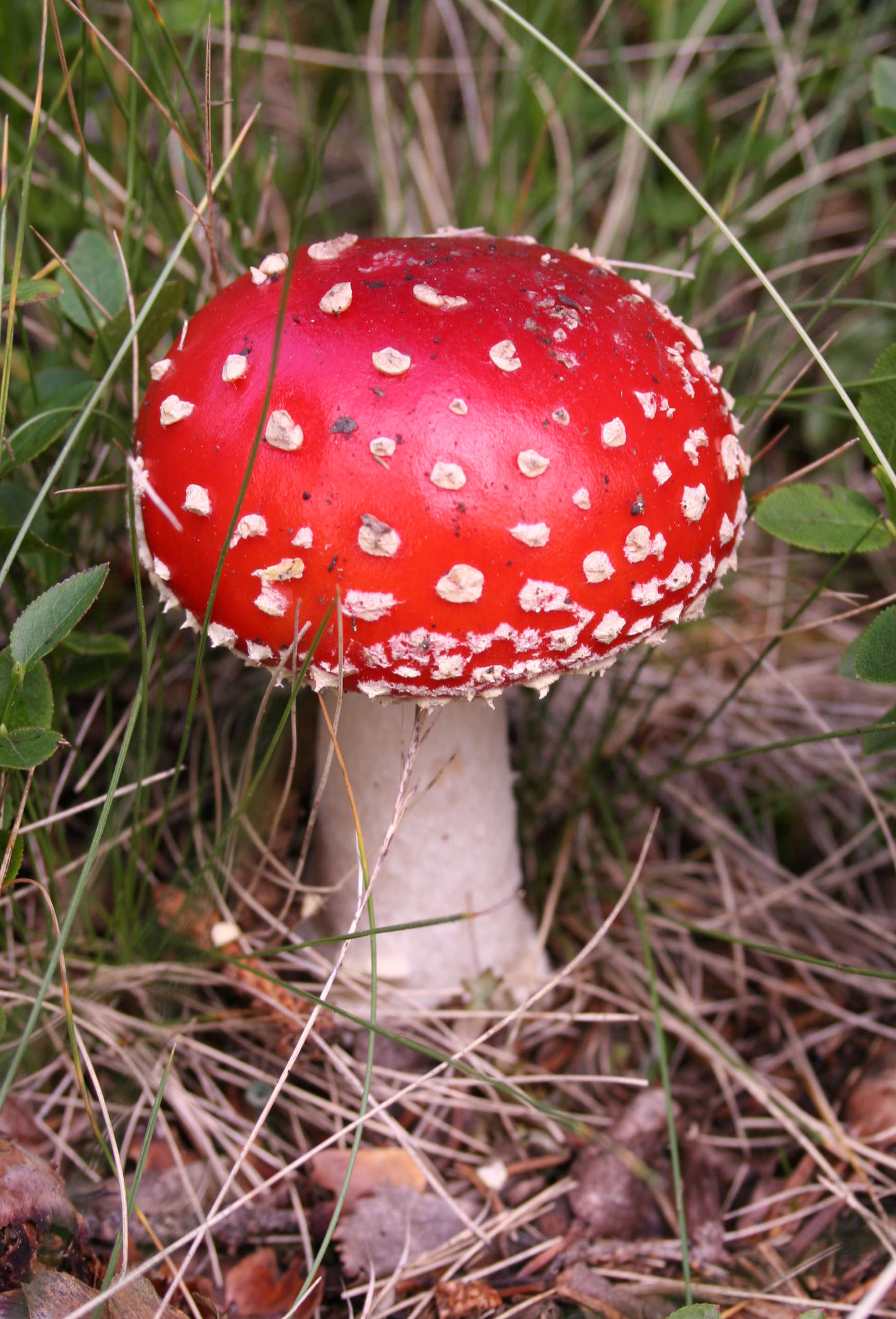 Fly agaric